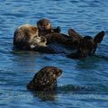 Monterey Bay Otters