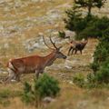 Cerf et chamois 