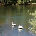 Couple de cygnes au bain.... 💖