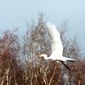 Grande aigrette