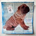 SHARPEI