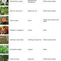 Plantes et nourritures toxiques pour les chats 