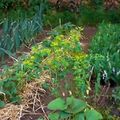 Le Pense-jardin des travaux à faire en mai 