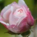 Le bouquet du dimanche 28/2016 : Du rose 