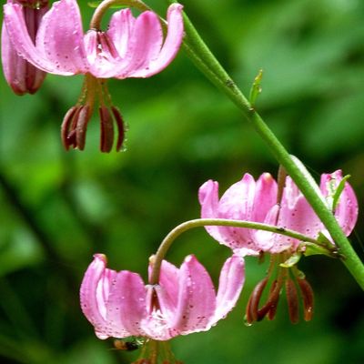 Mes balades photo dans les Alpes...