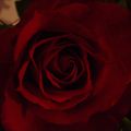 ~39~ _ "Roses 003"