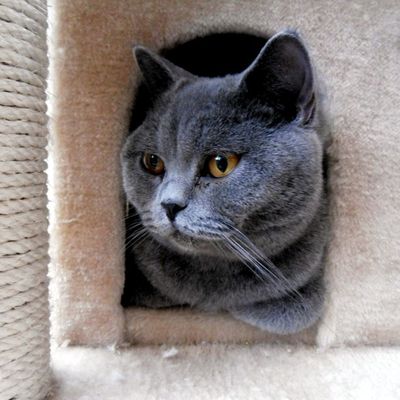 FIONA des DOUDOUS d'ARTHUR