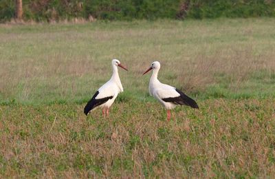 2 cigognes en bord de Loire ...