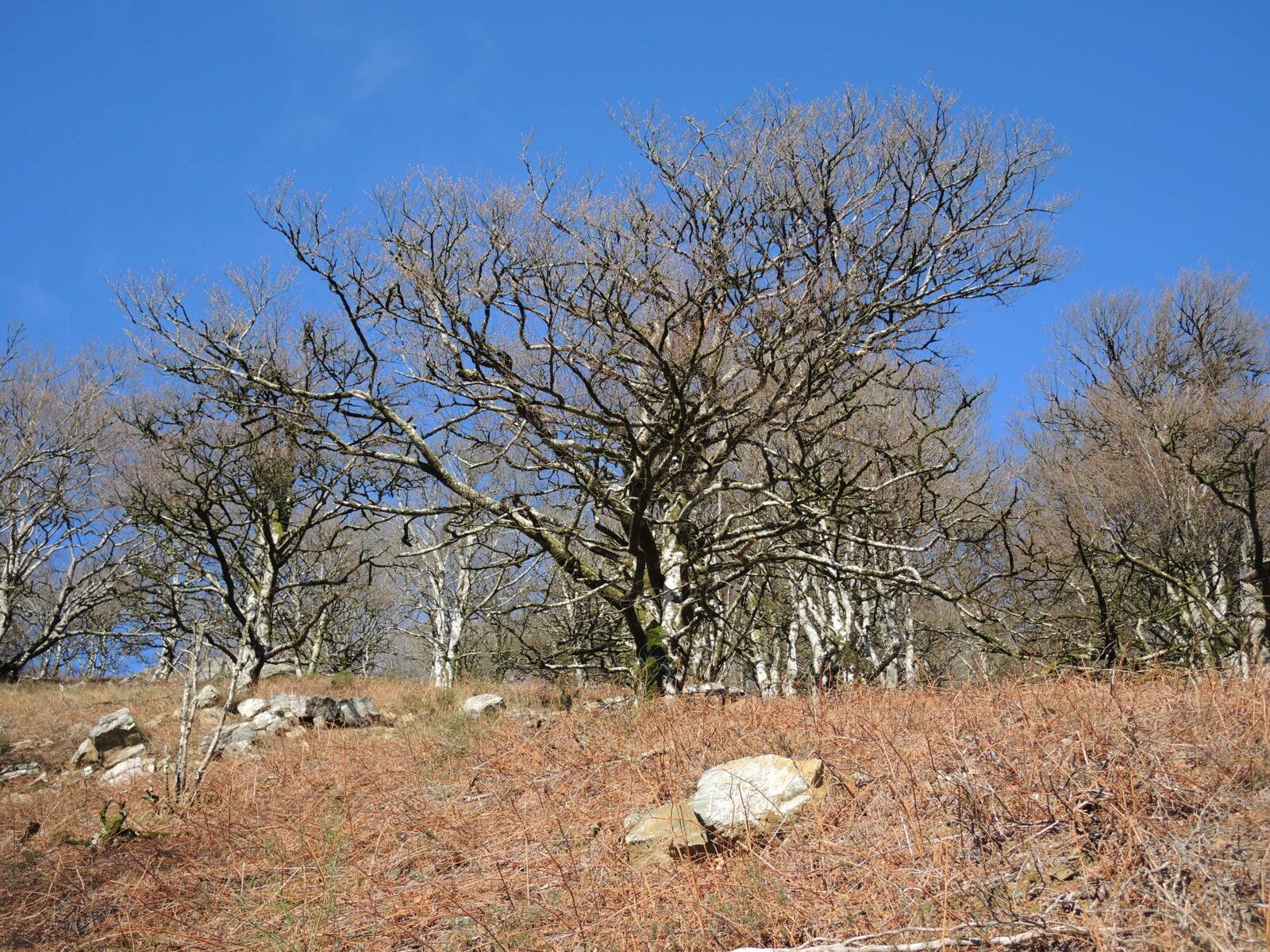 L'Autza, en chemin, arbres (64)