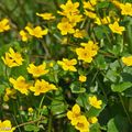 Des fleurs jaunes très appréciées en bord de mare...!