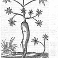 D'où vient le manioc  ?