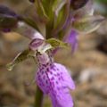 Orchis spitzelli