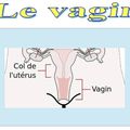 Le vagin dans l'anatomie humaine