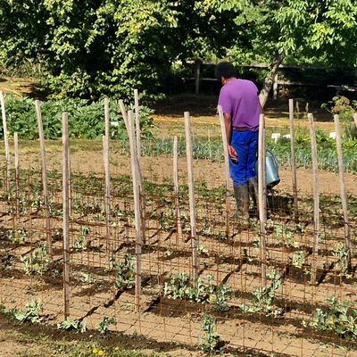 INSERTION : L’HEURE DE LA RÉCOLTE POUR LES JARDINIERS. 