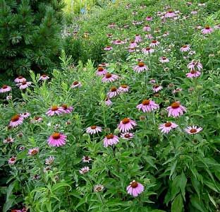 Echinacea purpurea