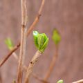 Promesses du Printemps