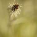 Carex Oshimensis 'evergold'