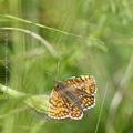 Mélitée * Fritillary 