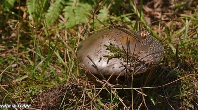 La fin de l'été marque le retour de la saison des champignons...