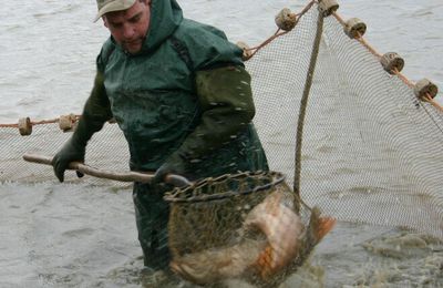 Découverte de la Grande pêche traditionnelle en Dombes