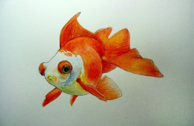 goldfish