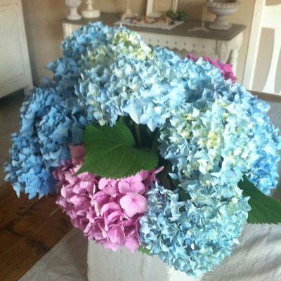 Mes hortensias !!!