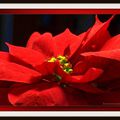 La plante du Jour----> POINSETTIA