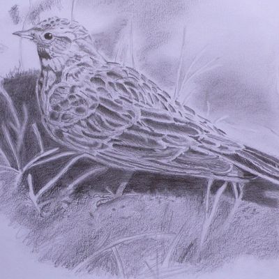 Alouette, alouette...