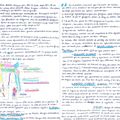 2.2 Le système digestif, suite et fin