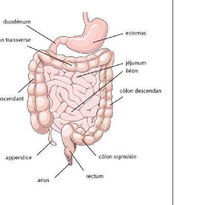 SEMIOLOGIE INTESTINALE. LES EXPLORATIONS ENDOSCOPIQUES : 