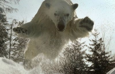 La couche de glace en arctique et en antarctique est-elle la plus importante depuis plus de 25 ans