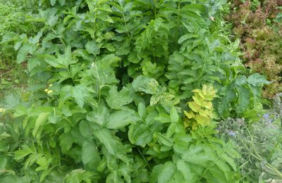 Les légumes racines