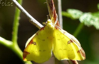 Opisthograptis luteolata