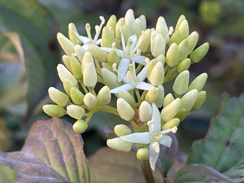 Mercredi 29 oct 2025 : hier j'étais dans les Combrailles , sur mes pas dans la commune de Manzat et environs  mon diapo s'en suit  et sur la fin retour @ la maison 🏡 