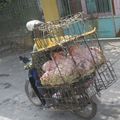 Transport de cochons au Vietnam