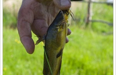 Poisson volant