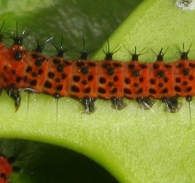 Direct Live de la classe de CM1 de Monsieur VADET -3-