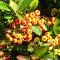 Couleurs de septembre dans les jardins