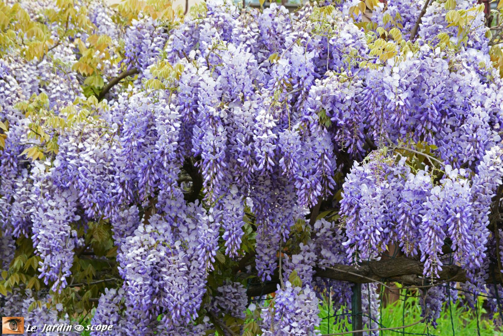 Glycine de Chine dans le Read Alsacien