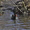 Gallinule poule d'eau