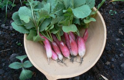 Radis : petit clown du jardin 