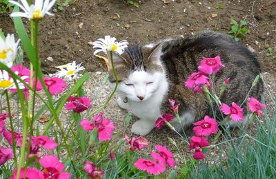 Des fleurs qui sentent bon