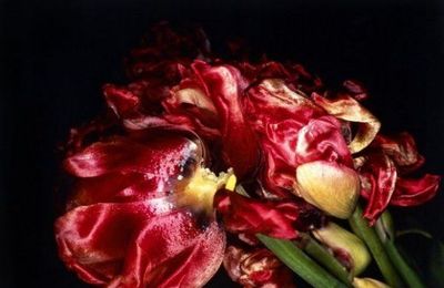 Nobuyoshi Araki (né en 1940), Red flower, from the series of Kakyoku, 1997