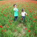 Les cocos dans les coquelicots