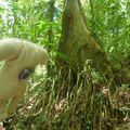 Wervicq randonne 2 jours durant dans la forêt, sentier de Molokoï (Guyane)