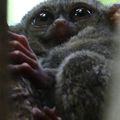 Voyage en Sulawesi - Visite du parc national de Tangkoko