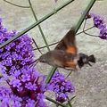 Le Moro - sphinx (Macroglossum stellatarum)