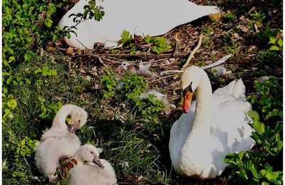 Nos cygnes blancs