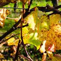 Alsace Wineroad in October