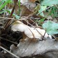 Une récolte de girolles en famille!